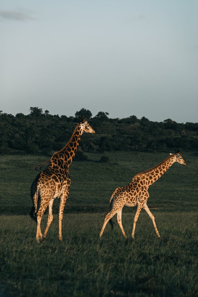 12 Days Kenya Honeymoon Package