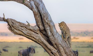 14 Days Kenya Safari Tour 2025/2026/2027