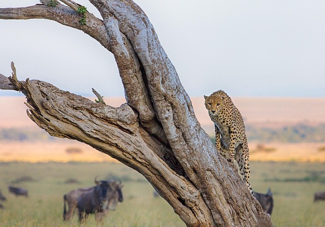 14 Days Kenya Safari Tour 2025/2026/2027