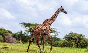 2-Day Amboseli Safari Tour