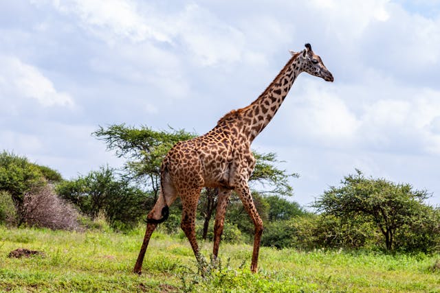 2-Day Amboseli Safari Tour