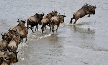 3-Day Kenya Masai Mara Tour