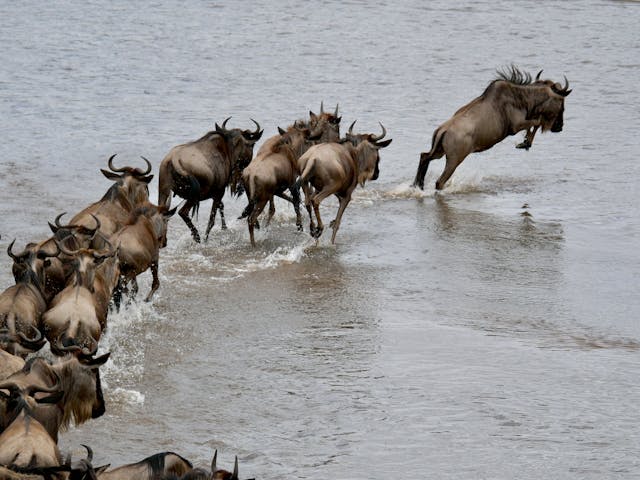 3-Day Kenya Masai Mara Tour