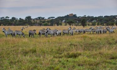 3-Day Kenya Masai Mara Tour