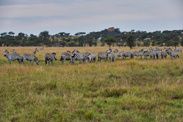 3-Day Kenya Masai Mara Tour