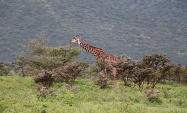 3 Days Amboseli Budget Tour