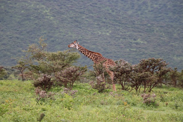 3 Days Amboseli Budget Tour