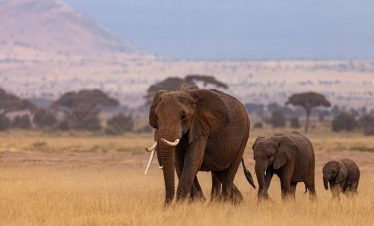 3 Days Amboseli Fly-In Tour