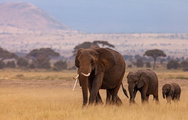 3 Days Amboseli Fly-In Tour