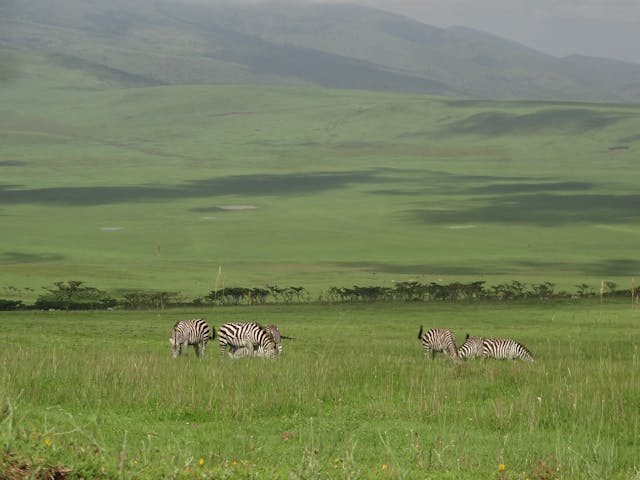3 Days Amboseli Luxury Safari Tour