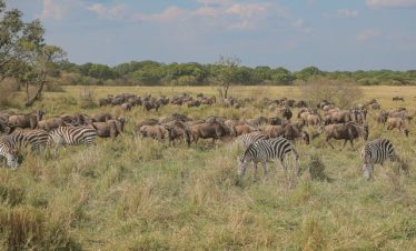 3 Days Masai Mara Budget Group Tour