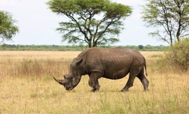 3 Days Ol Pejeta Safari Tour
