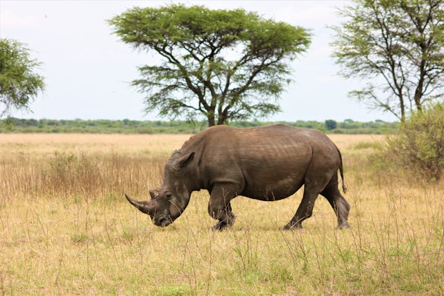 3 Days Ol Pejeta Safari Tour