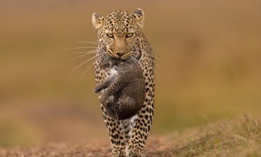 3 Days Samburu Fly-In Safari Tour 2