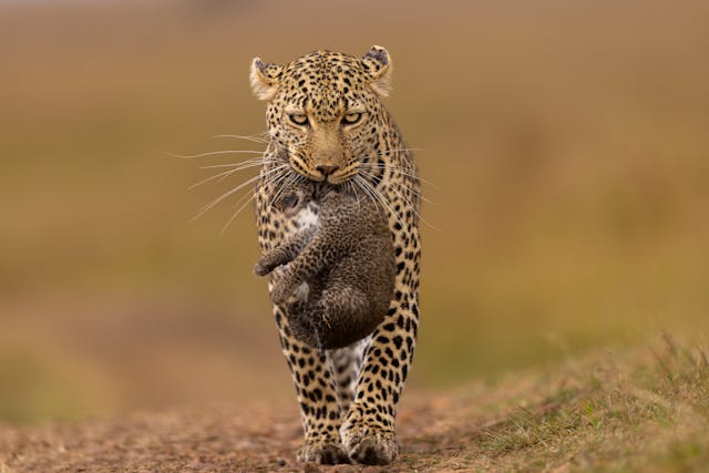 3 Days Samburu Fly-In Safari Tour 2