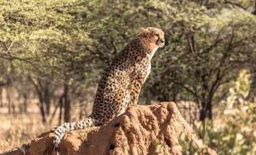 4-Day Lake Nakuru & Masai Mara Safari