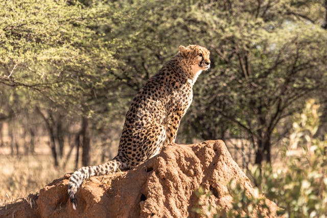 4-Day Lake Nakuru & Masai Mara Safari