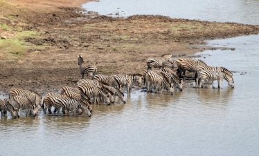 4 Days Kenya Migration & Big Five Safaris