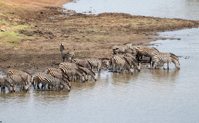 4 Days Kenya Migration & Big Five Safaris
