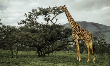 4 Days Kenya Private Safari Tour Itinerary
