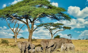 4 Days Masai Mara Fly-In Safari Tour
