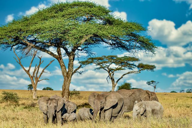 4 Days Masai Mara Fly-In Safari Tour