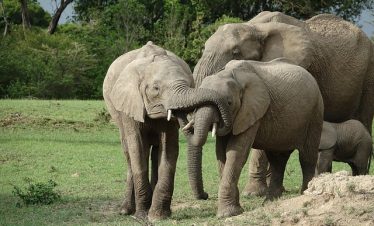 4 Days Masai Mara Honeymoon Safari Tour