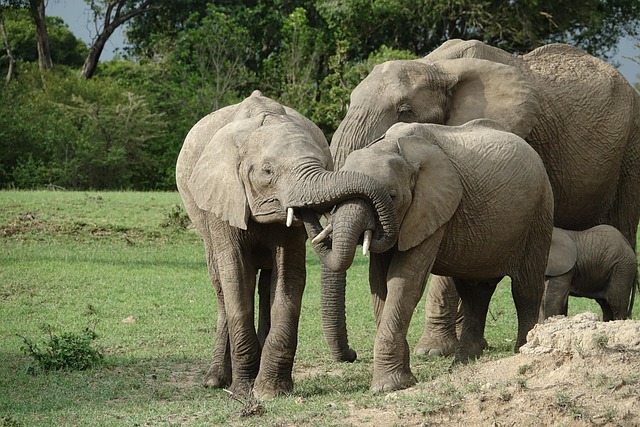 4 Days Masai Mara Honeymoon Safari Tour