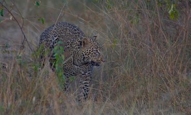 4 Days Masai Mara Luxury Safari