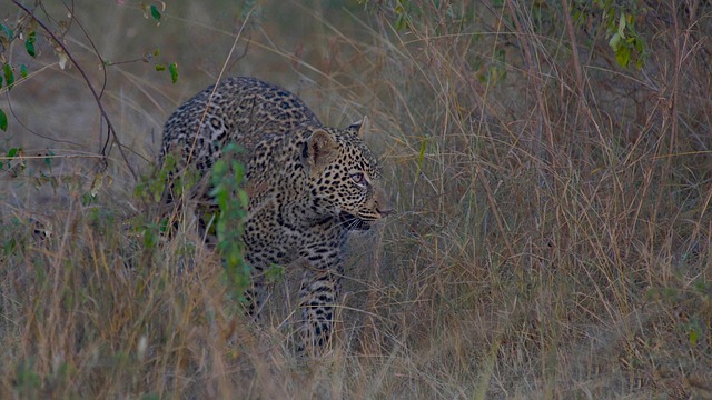 4 Days Masai Mara Luxury Safari
