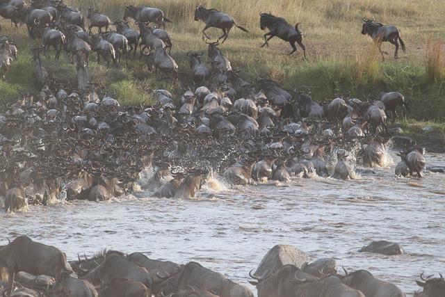 4 Days Masai Mara Tour