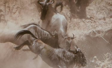 4 Days Masai Mara Wildebeest Migration Safari Tour