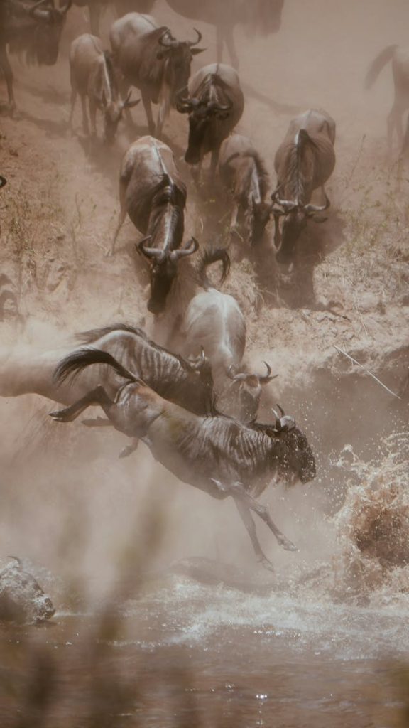 4 Days Masai Mara Wildebeest Migration Safari Tour