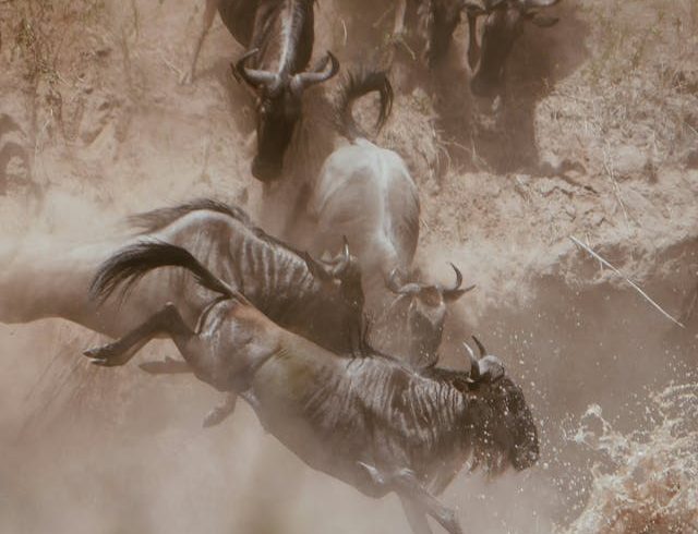 4 Days Masai Mara Wildebeest Migration Safari Tour
