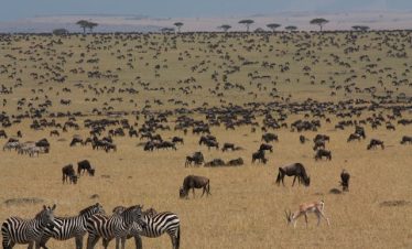 4 days Masai Mara, Lake Nakuru Group Budget Safaris