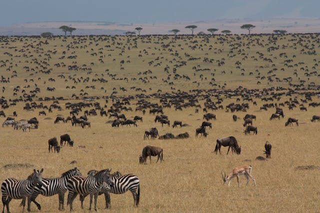 4 days Masai Mara, Lake Nakuru Group Budget Safaris