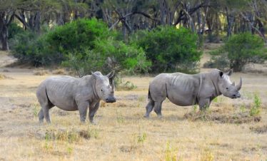 5 Best Kenya Wildlife Safari Tours