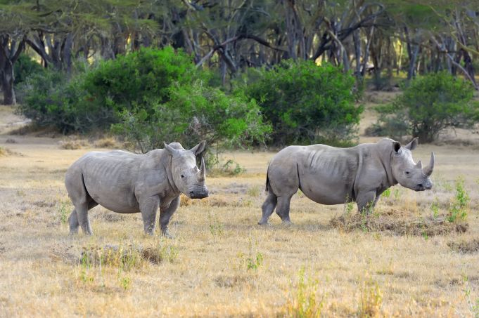 5 Best Kenya Wildlife Safari Tours