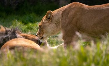 5 Days All-Inclusive Tour in Kenya