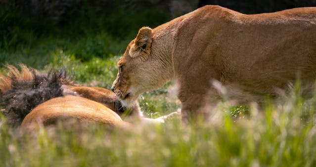 5 Days All-Inclusive Tour in Kenya