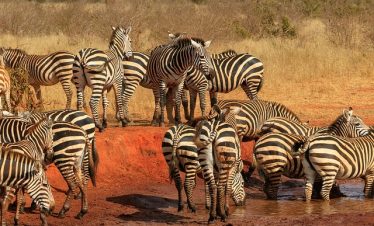 5 Days Amboseli, Tsavo West & Tsavo East Safari Itinerary