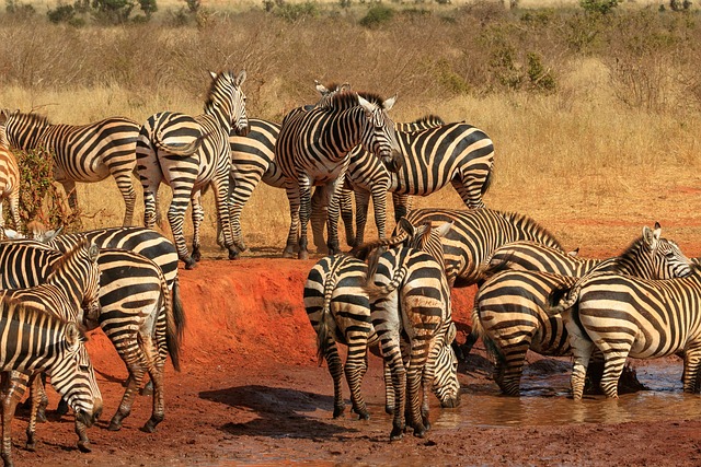5 Days Amboseli, Tsavo West & Tsavo East Safari Itinerary