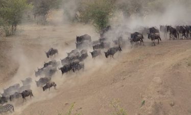 5 Days Kenya Budget Group Safari Tour