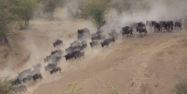 5 Days Kenya Budget Group Safari Tour