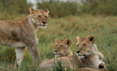 5 Days Luxury Safari in Kenya