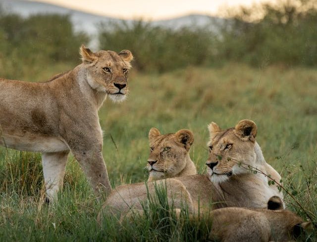 5 Days Luxury Safari in Kenya