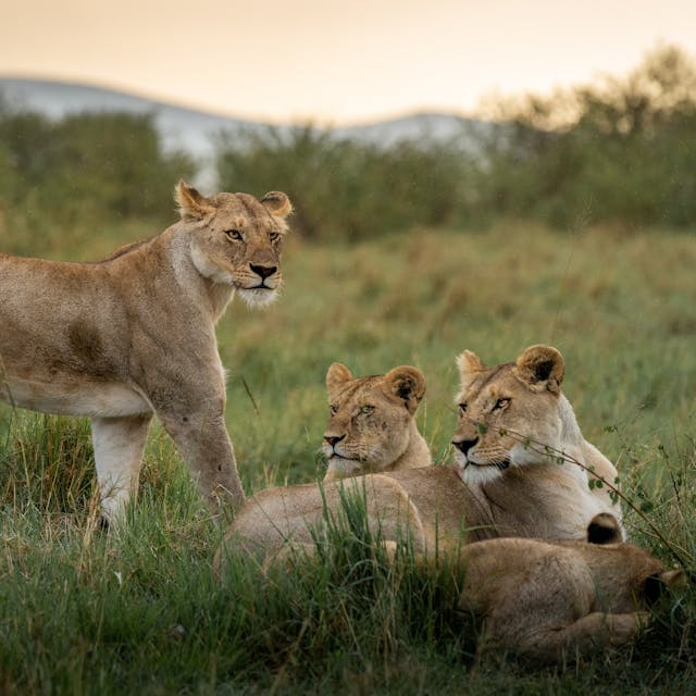 5 Days Luxury Safari in Kenya