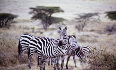 5 Days Masai Mara & Amboseli Luxury Tour