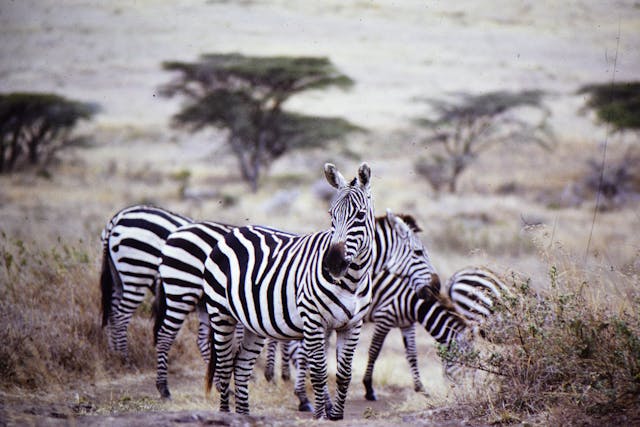5 Days Masai Mara & Amboseli Luxury Tour