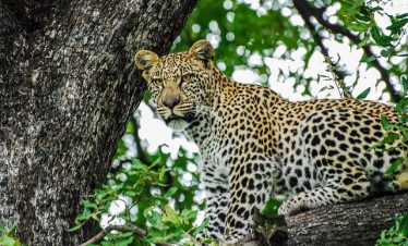 5 Days Masai Mara & Samburu Fly-In Tour